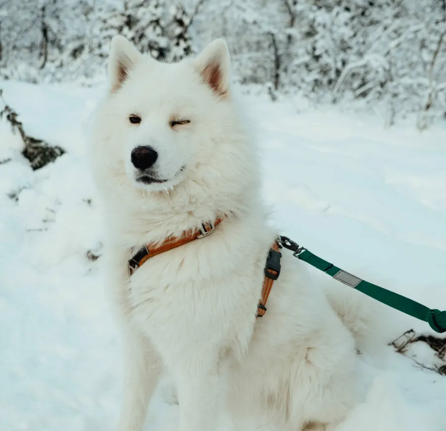Hund blinkar in i kameran i ett vinderlandskap