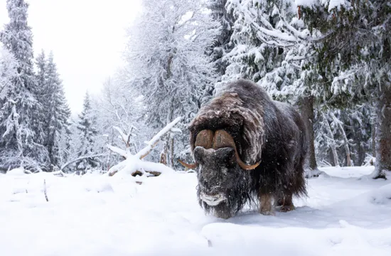 Myskoxe härjedalen