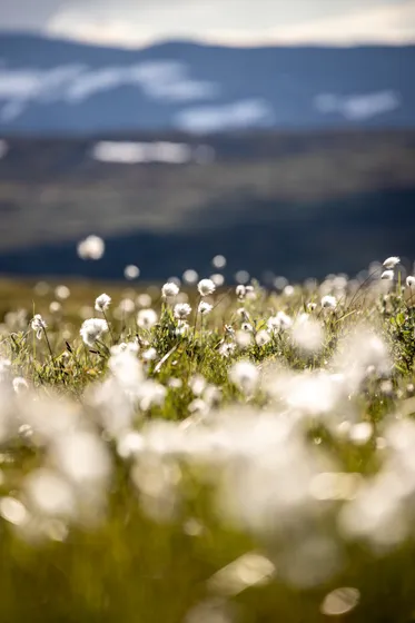 Blommor i fjällen
