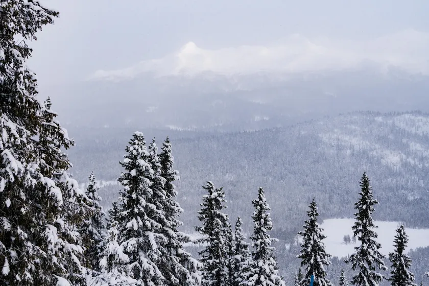 Snötäckte träd med fjäll i bakgrunden.