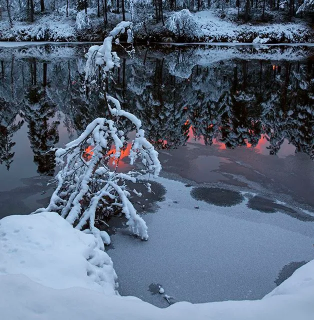 Snötyngda grenar vid vattendrag, rosa himmel speglas i vattnet.