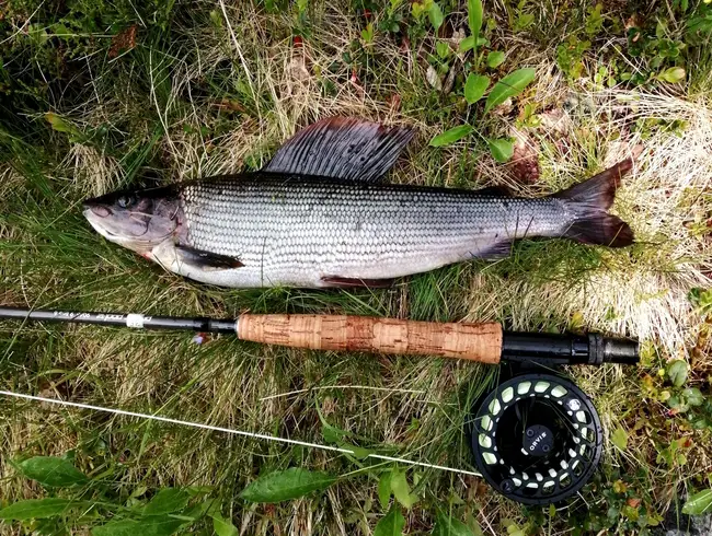 En nyfångad öring