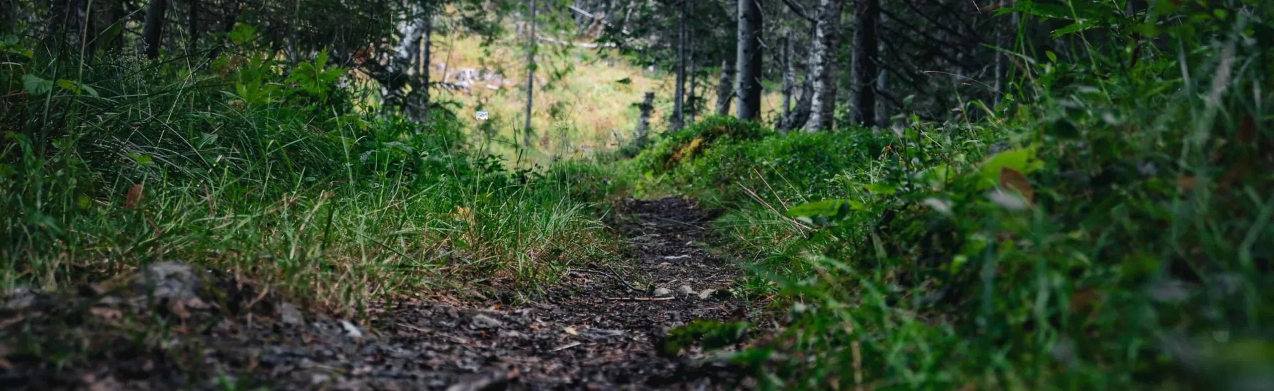 Päråkerturen i Funäsdalen
