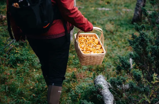 Kvinna bär på en kantarellkorg i skogen