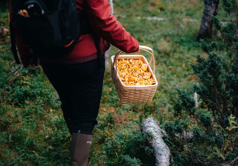 Kvinna bär på en kantarellkorg i skogen