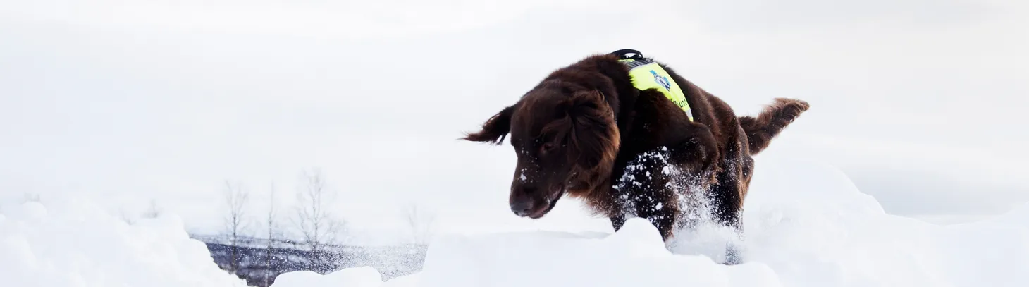 Lavinhund hoppar i snö