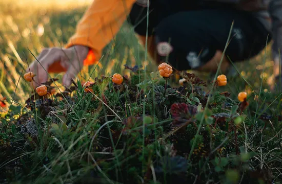 Person plockar hjortron i fjällen