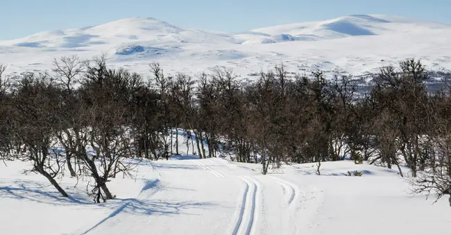 Längdspåren i Fjällnäs